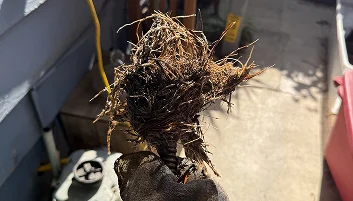 Sewer Cleanout Installation